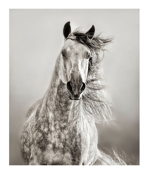Caballo de Andaluz By Lisa Dearing